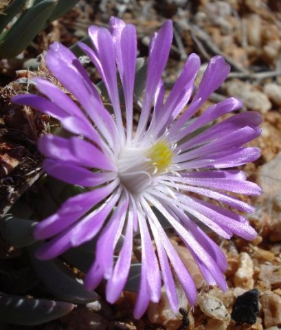 Ebracteola fulleri flower shining at ground level